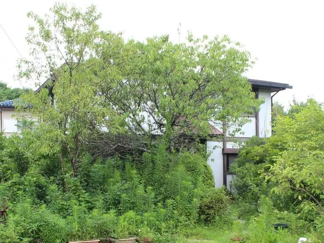 Minami Yokokawa 7.3 million yen