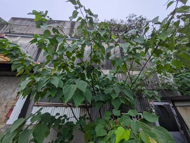 Yao City, Takewashi 1-chome (Kami Station), 2-story, 4LDK